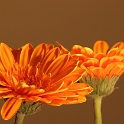 Marco fleurs divers - 006